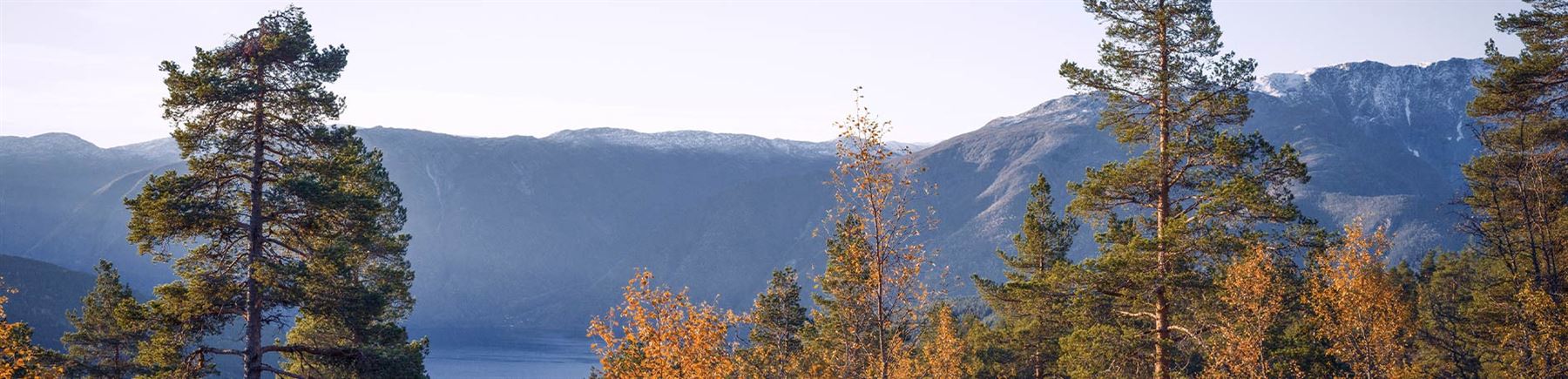 Trees starting to change colours. There is a green mountain in the background.