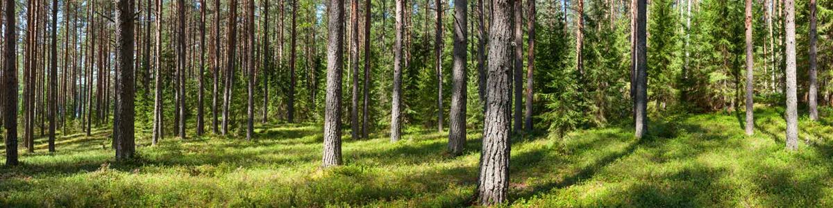 Tallskog i dagsljus