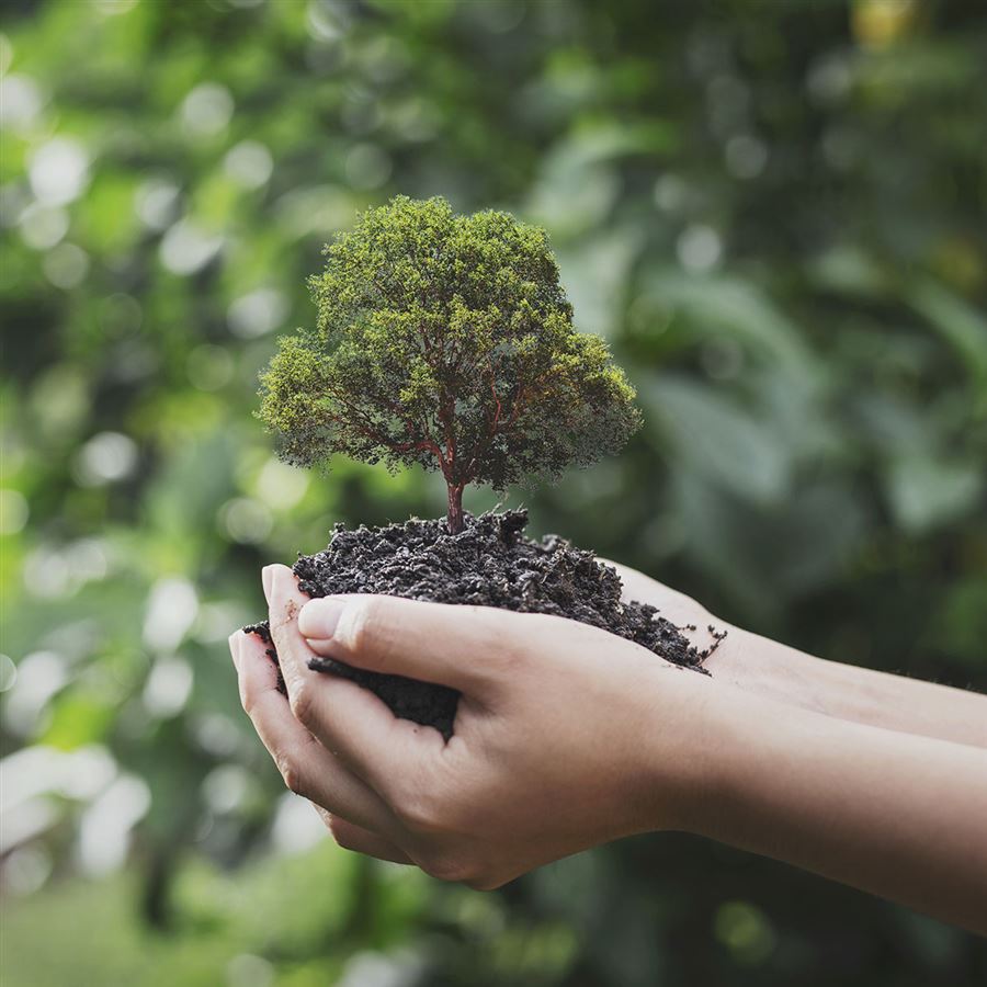 planting a tree eco friendly- Handelsbanken.se